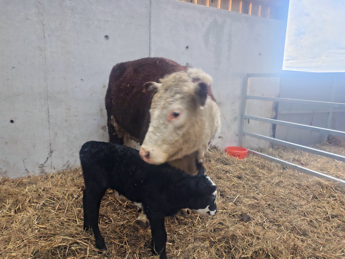 Joshua Moore tweet media