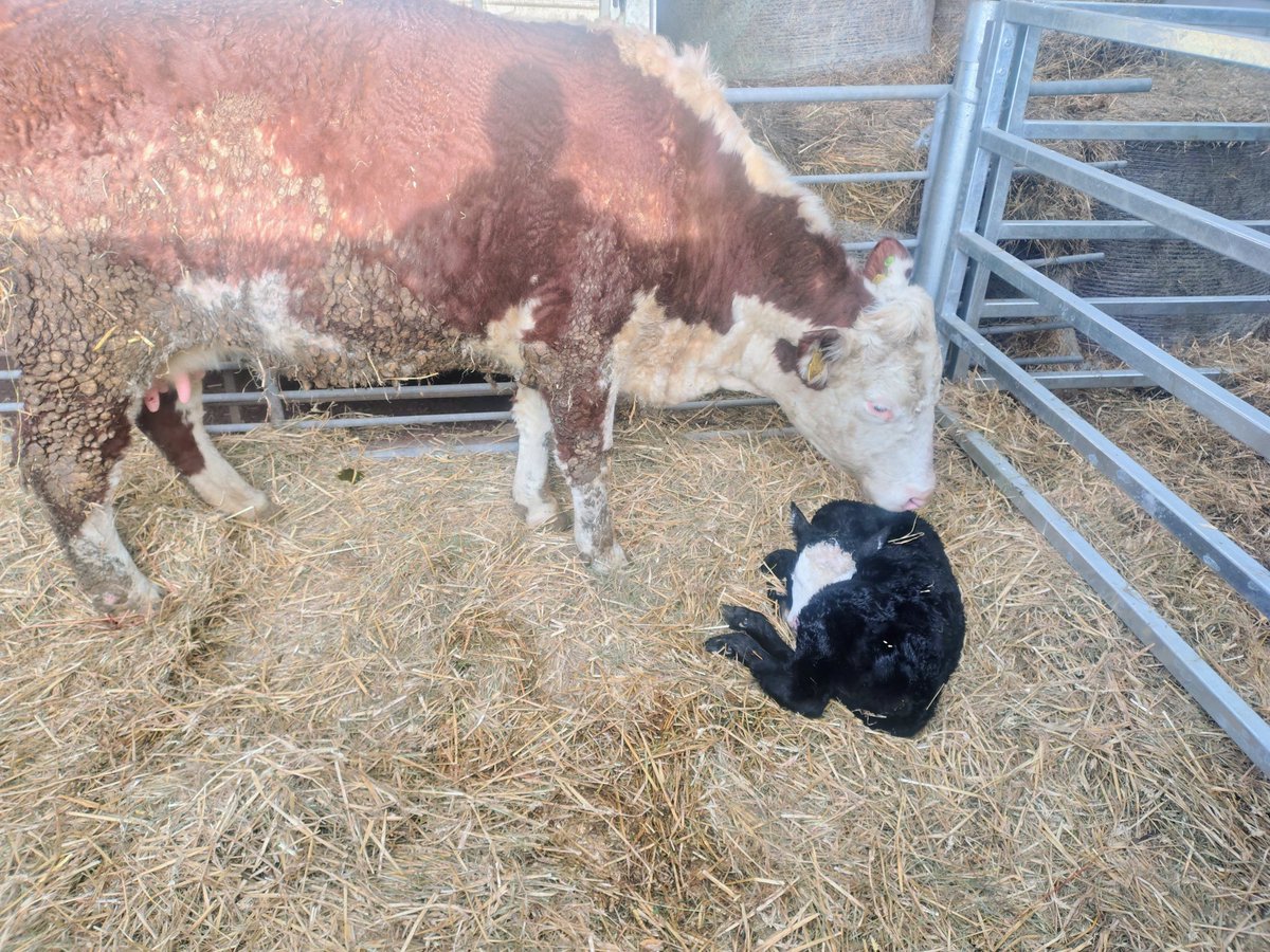 Joshua Moore tweet media