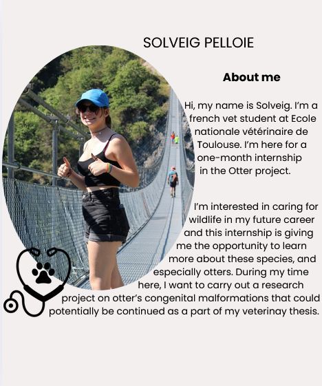 Otter Project tweet media