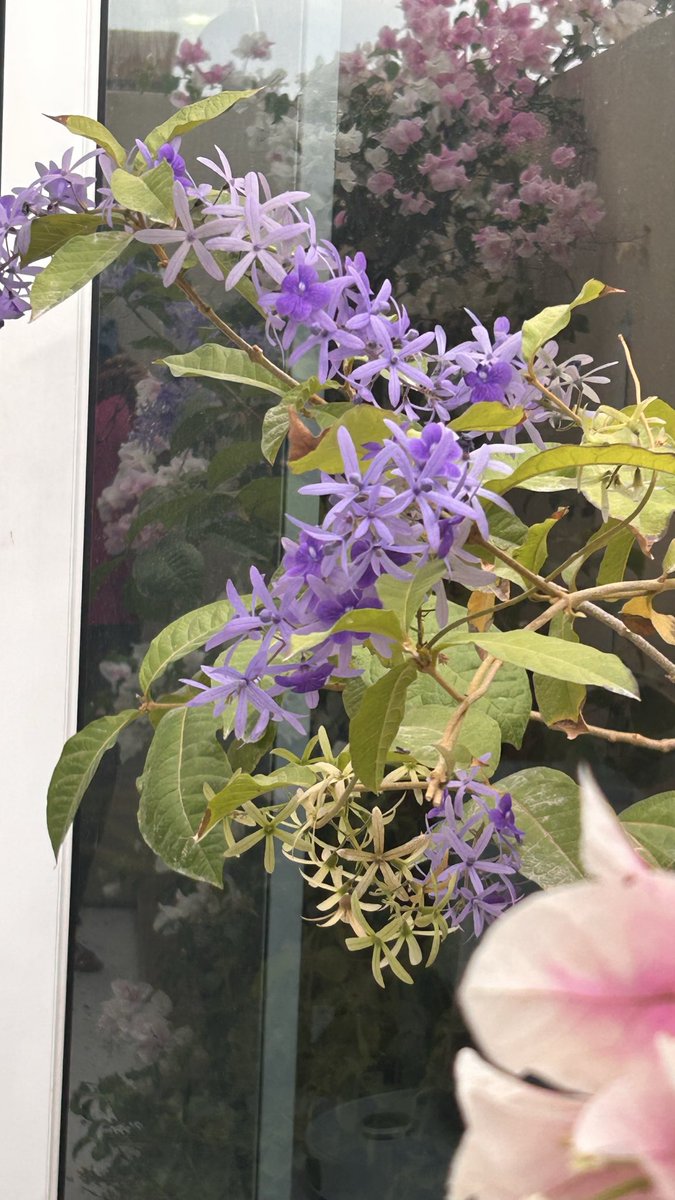 richarai's tweet photo. #dubaigardening
Flowers from today.
#dubai #plumeria #petrea #agastya #zinnia https://t.co/Egm0vjo55D