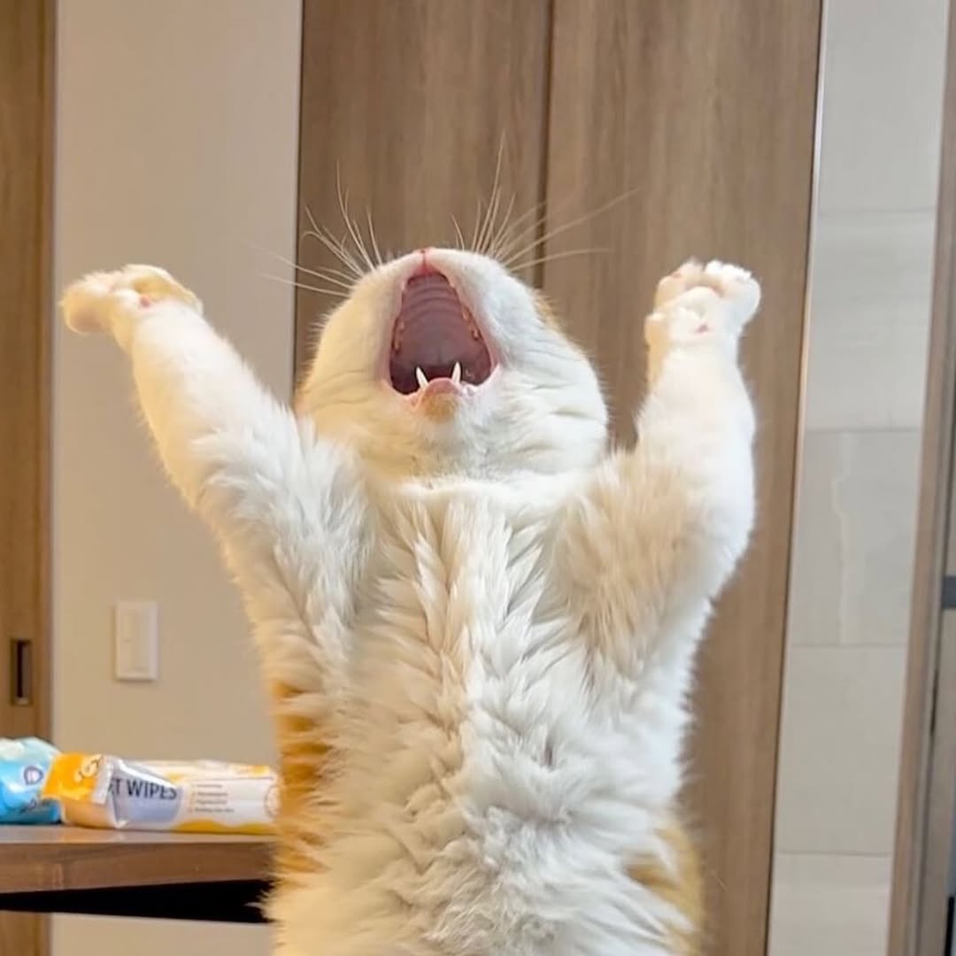 smol silly cat tweet media