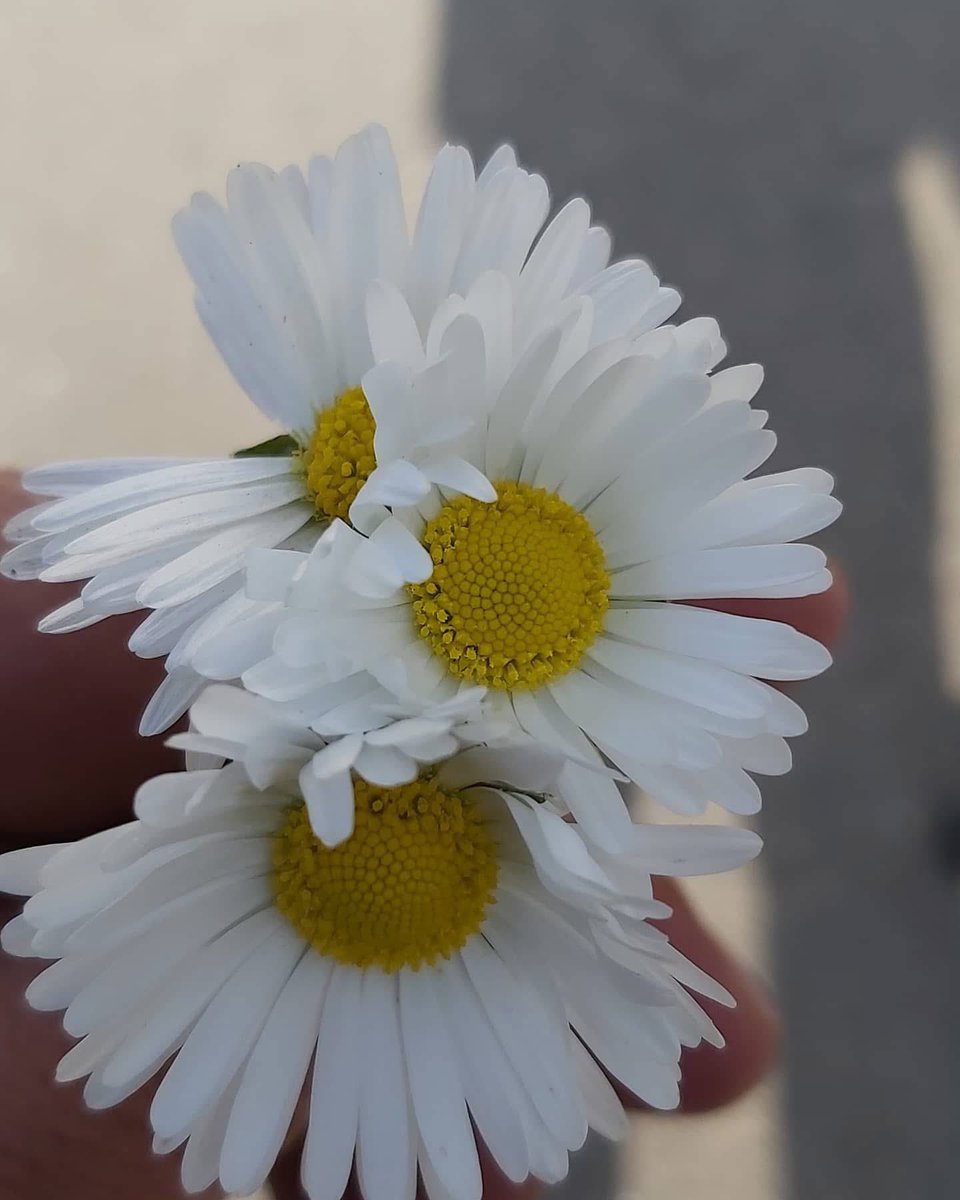 ... 
Bütün dünчaчı verseler

Ve buna karşılık bir karıncanın ağzındaki taneчi almamı isteseler, 

Bu zulmü чapmam...

       🔹ᴴᶻ. ᴀʟí🔹❣️