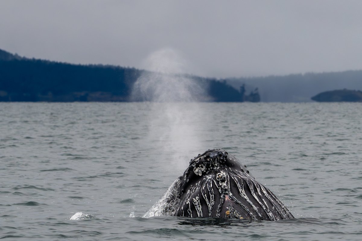 Pacific Whale Watch Association 🐳 tweet media