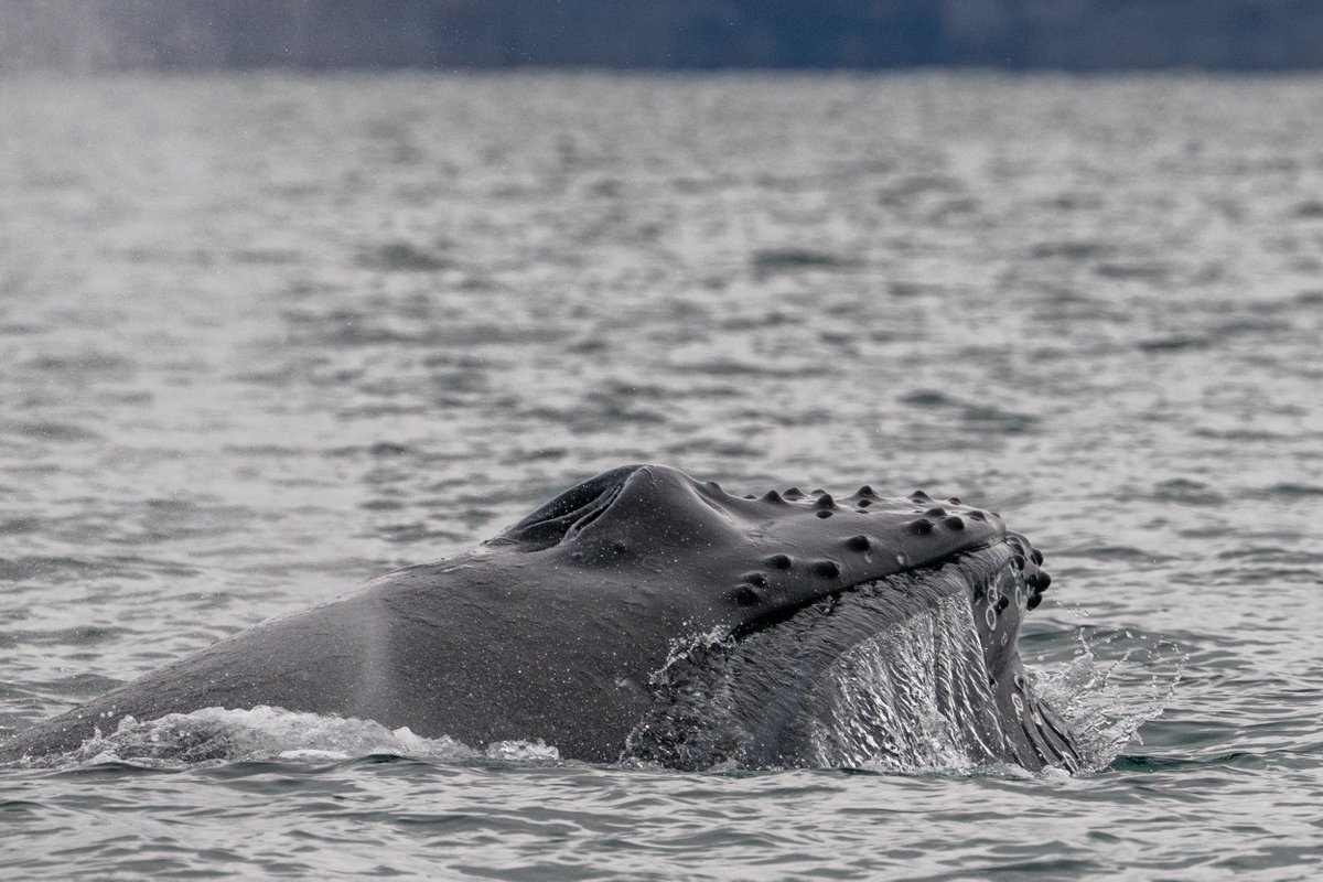 Pacific Whale Watch Association 🐳 tweet media