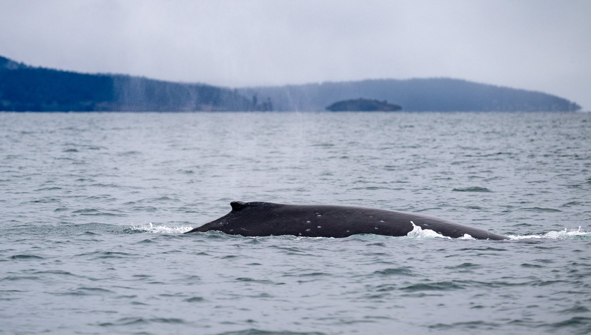 Pacific Whale Watch Association 🐳 tweet media