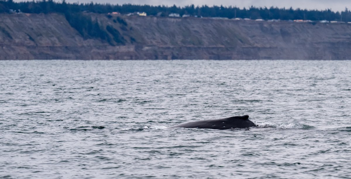 Pacific Whale Watch Association 🐳 tweet media
