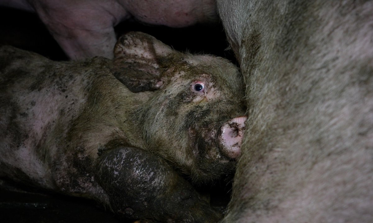 Rosa M. Tristán tweet media