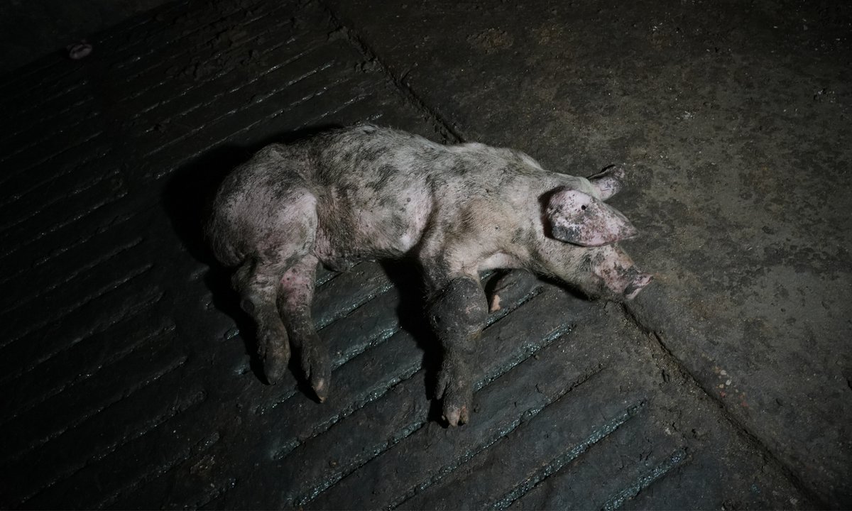 Rosa M. Tristán tweet media