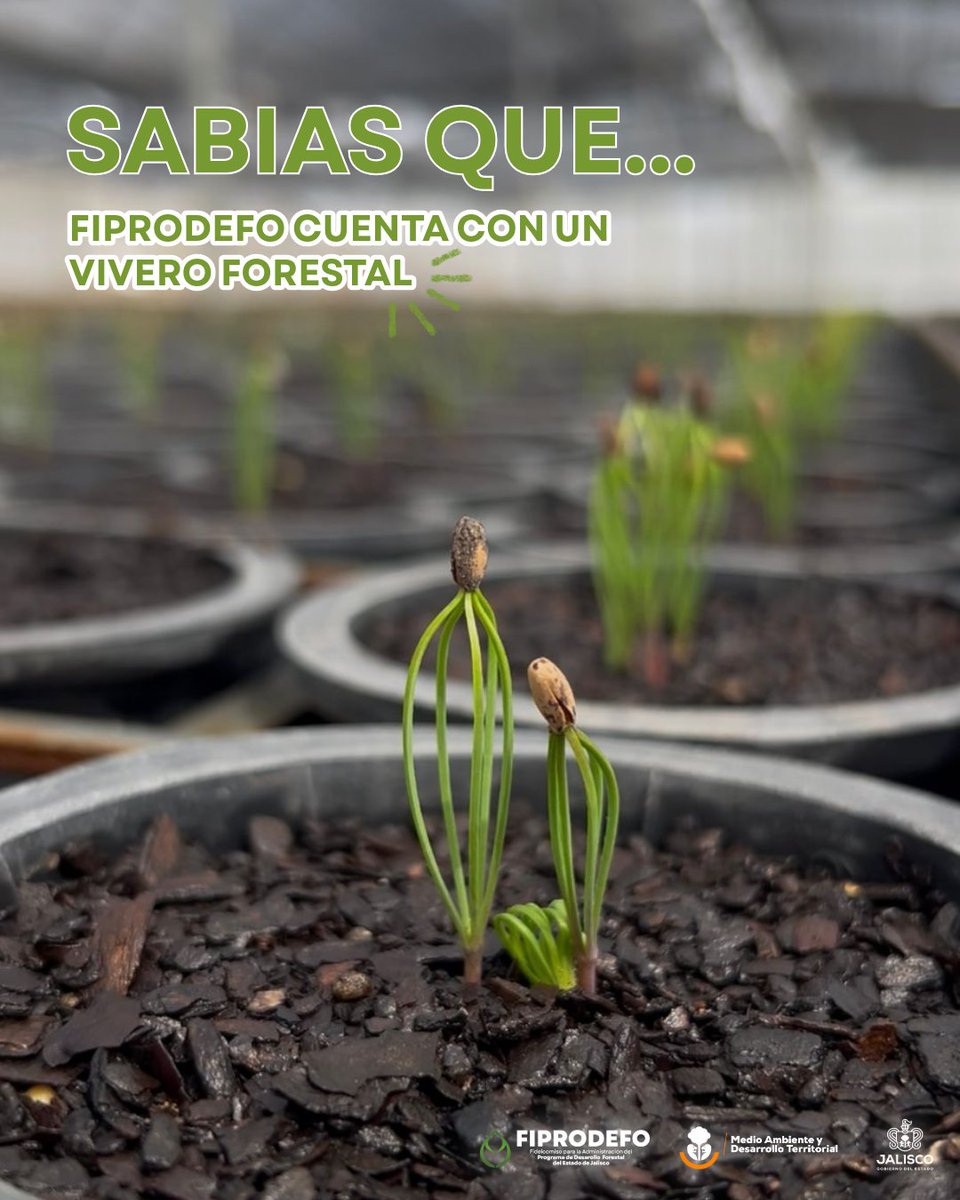 FIPRODEFO tweet media