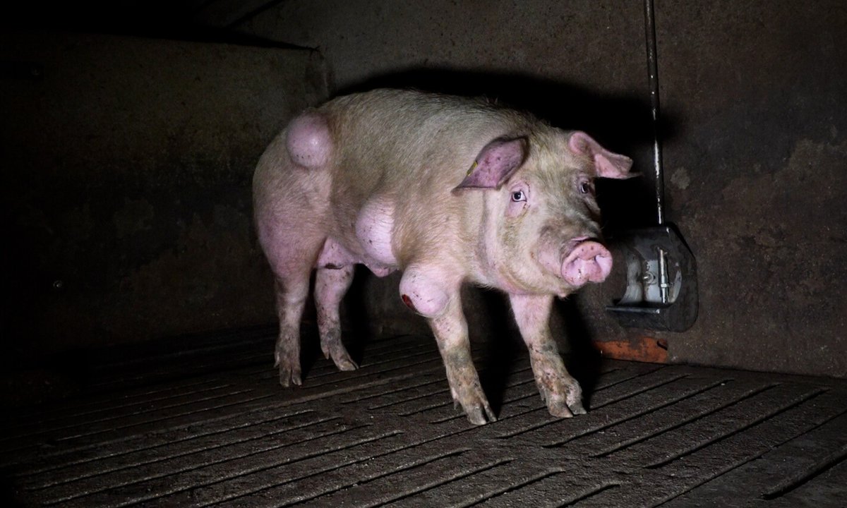 Rosa M. Tristán tweet media