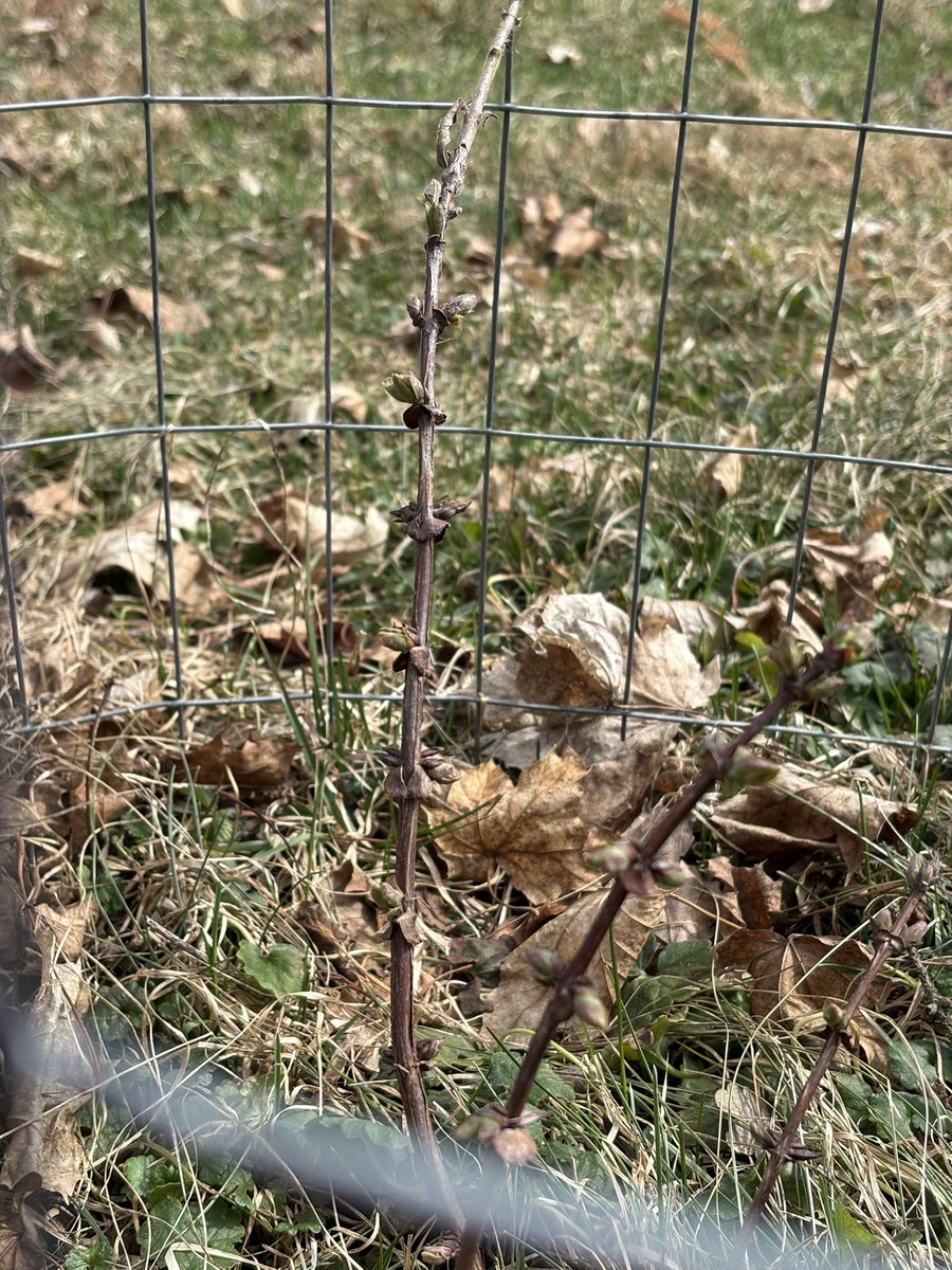 Adam, Anthropocene Megafauna tweet media