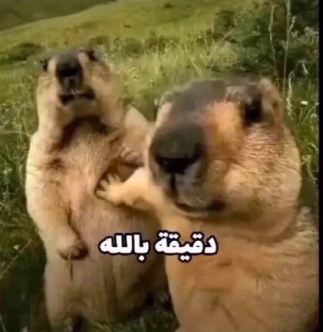 صالح tweet media