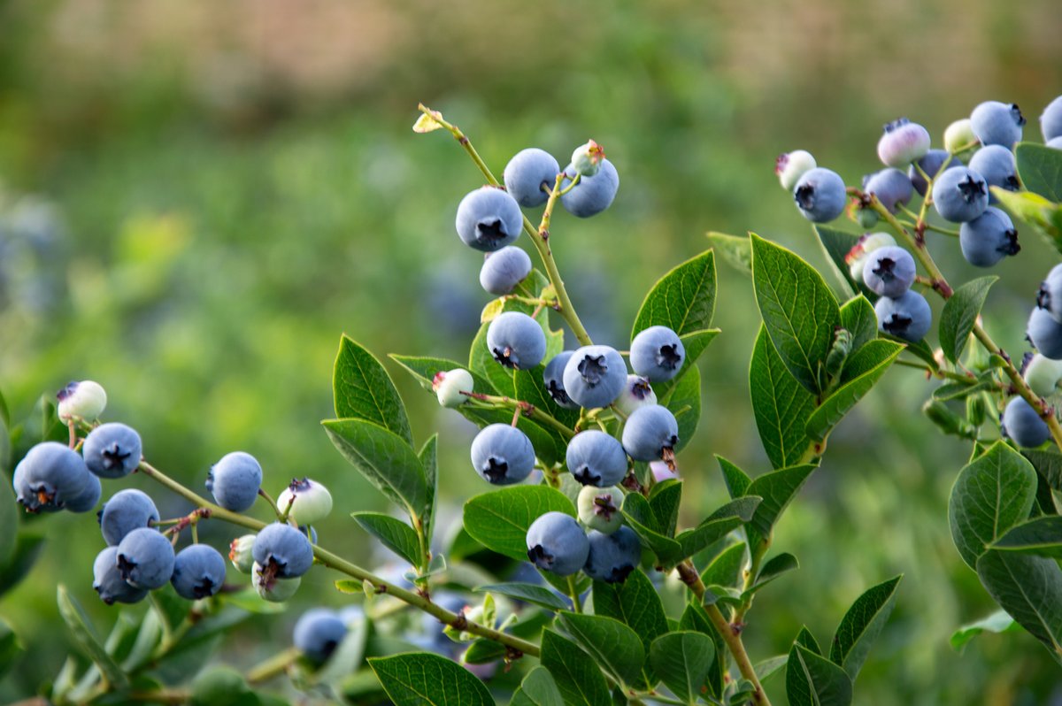 Genome Atlantic tweet media