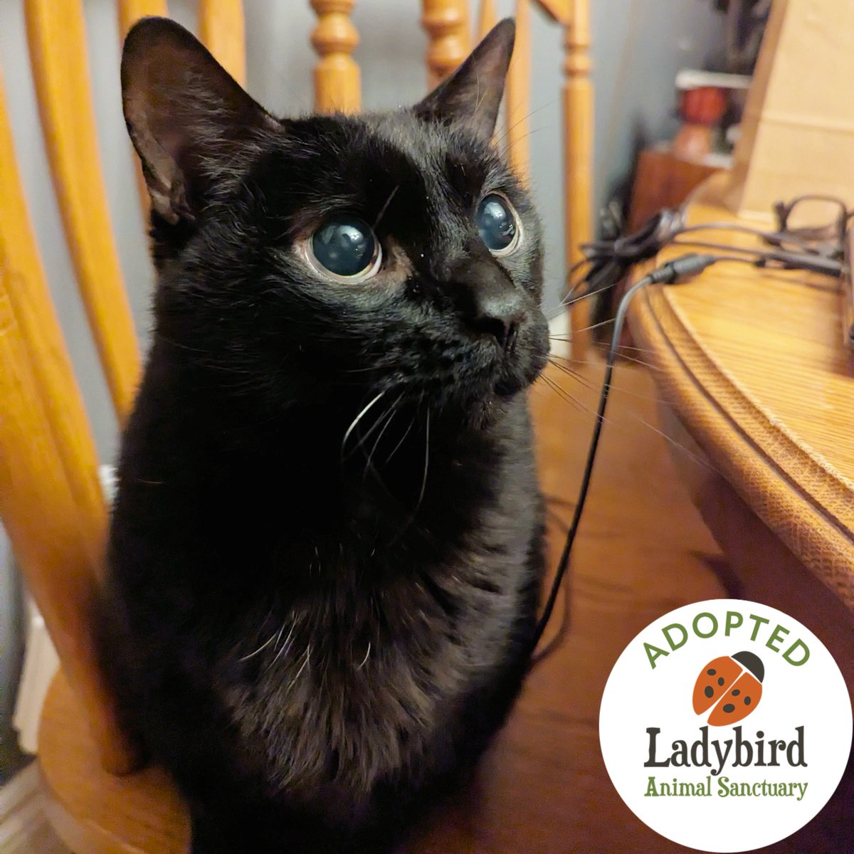 Ladybird Animal Sanctuary tweet media