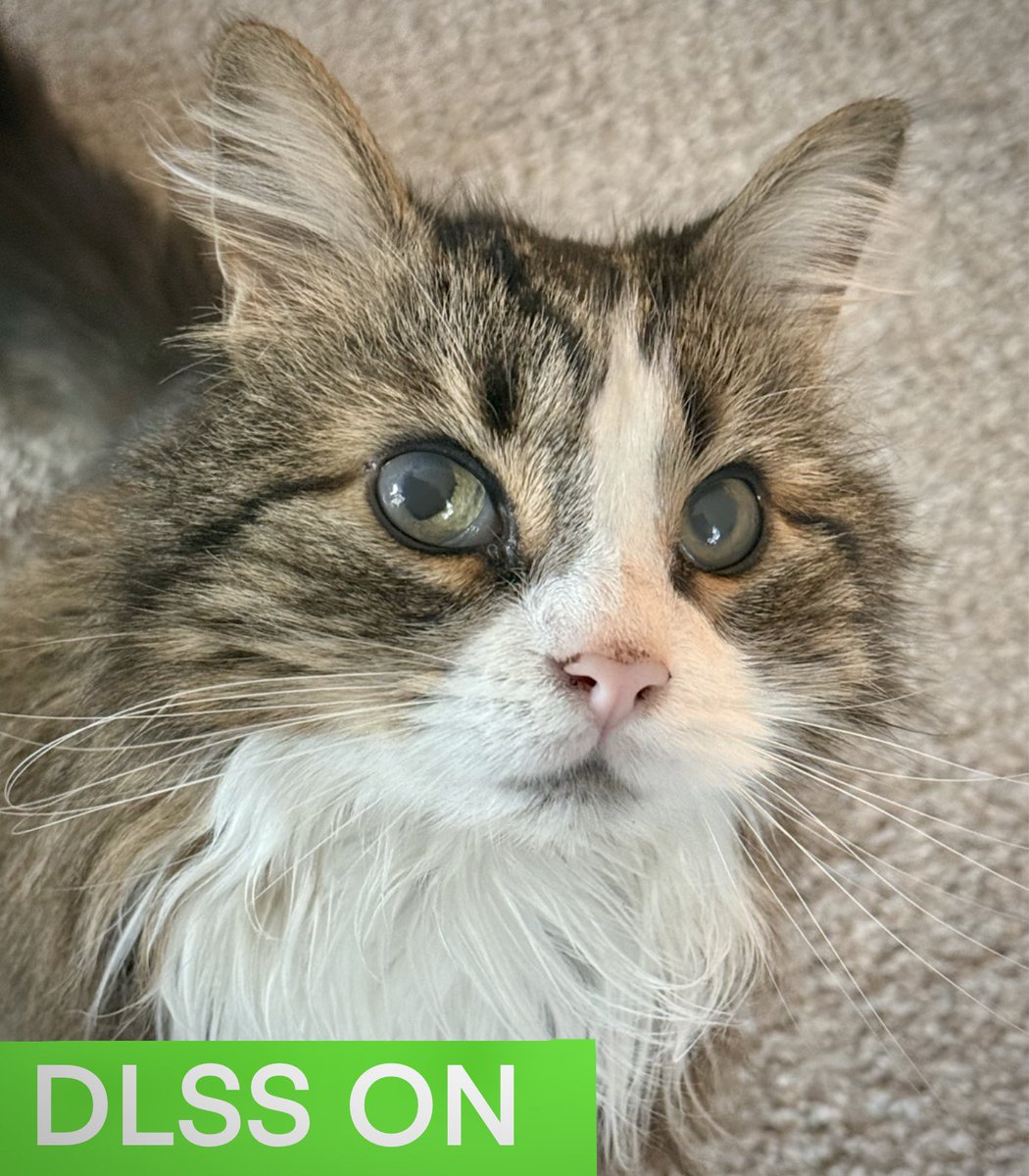 🌸🌿🐾Beanzsie🐾🌿🌸 tweet media