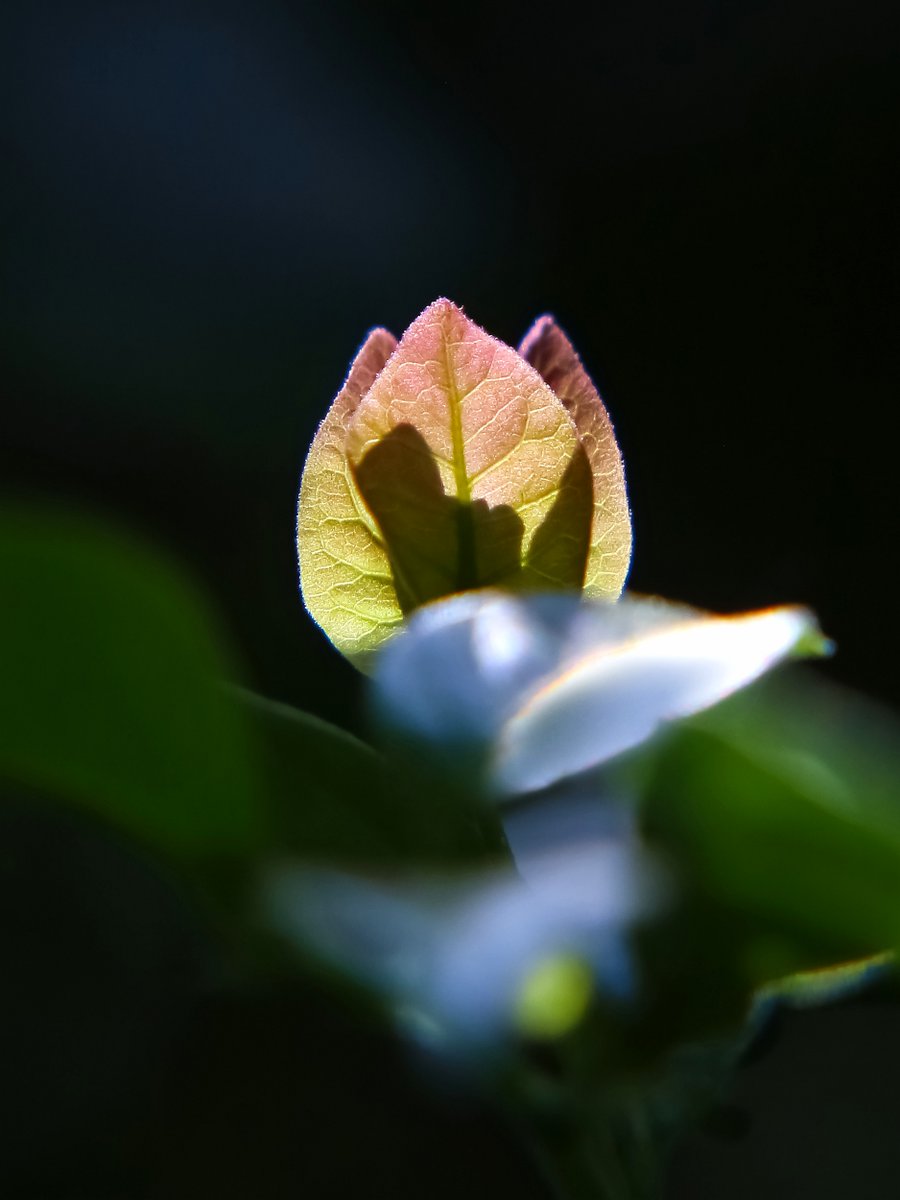 Salvatore Randazzo tweet media