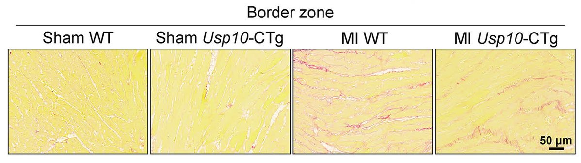 Circulation Research tweet media
