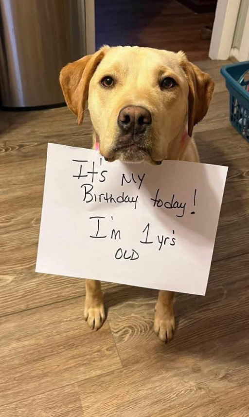 Tweets of Dogs tweet media