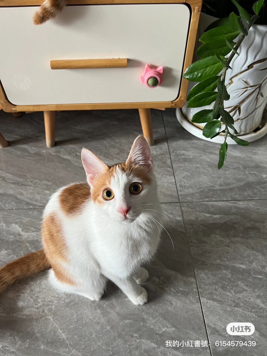 mathieuritt tweet media