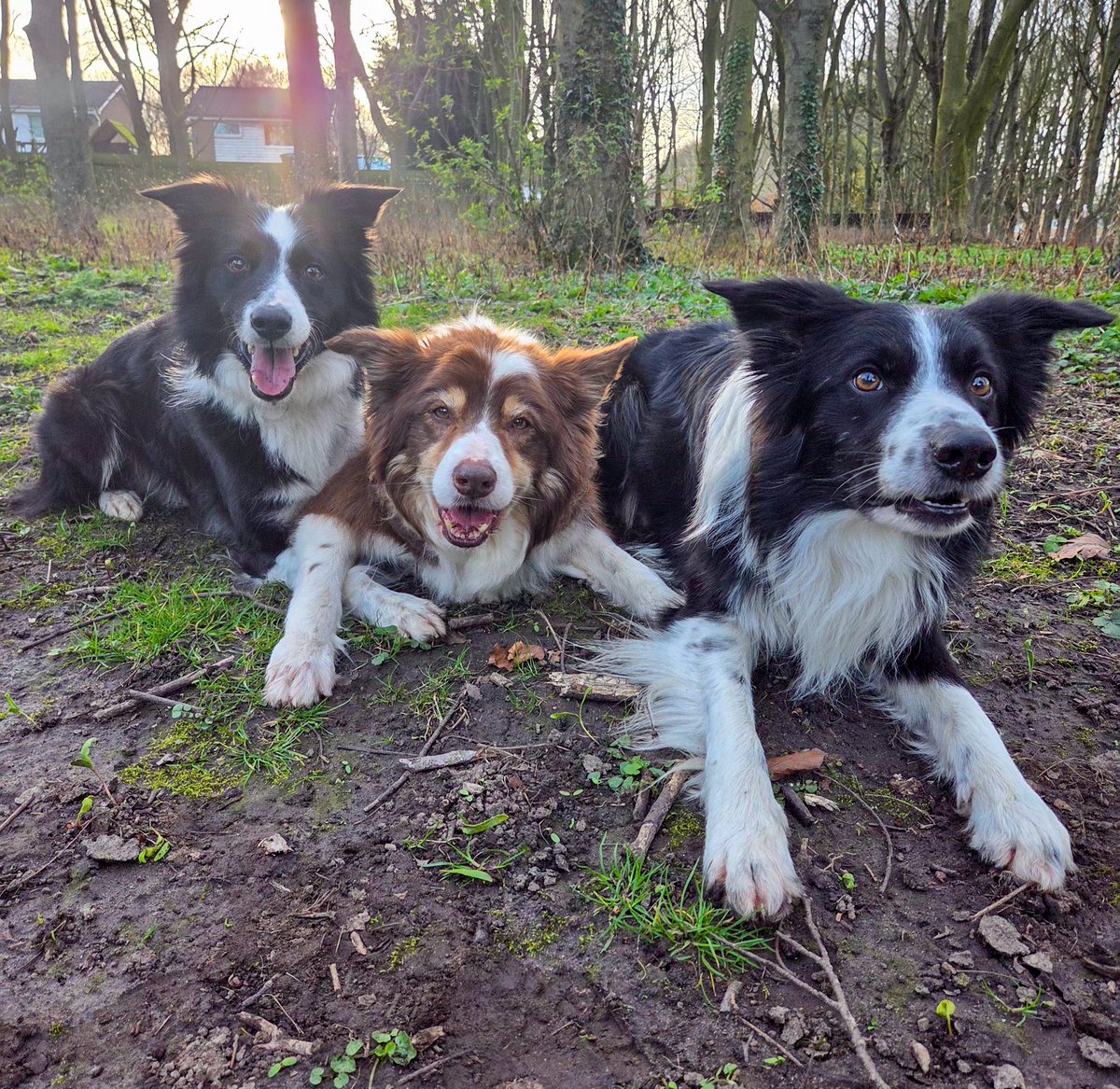 Halo Ronan and Gaffer tweet media