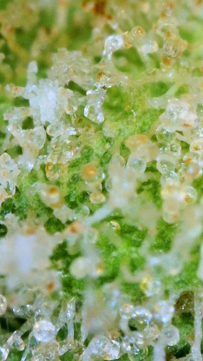 ▀▄▀▄▀▄DankSinatraIVXX ™ ▄▀▄▀▄▀ tweet media