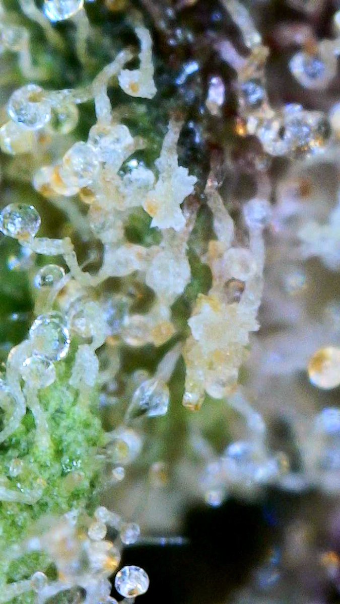 ▀▄▀▄▀▄DankSinatraIVXX ™ ▄▀▄▀▄▀ tweet media