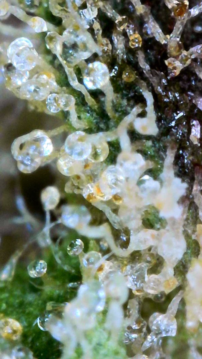 ▀▄▀▄▀▄DankSinatraIVXX ™ ▄▀▄▀▄▀ tweet media