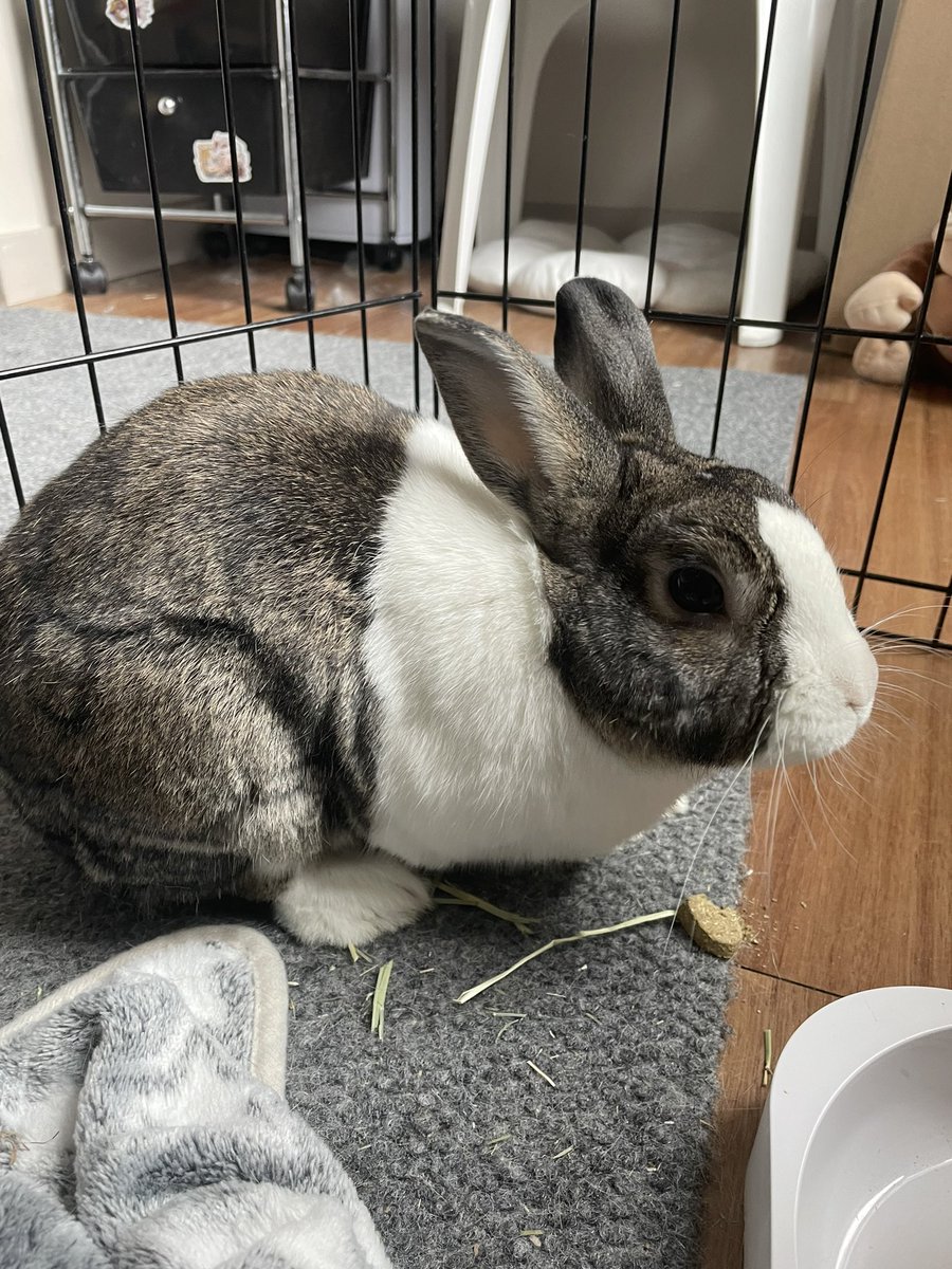 Sleepy ⭐🐰 tweet media