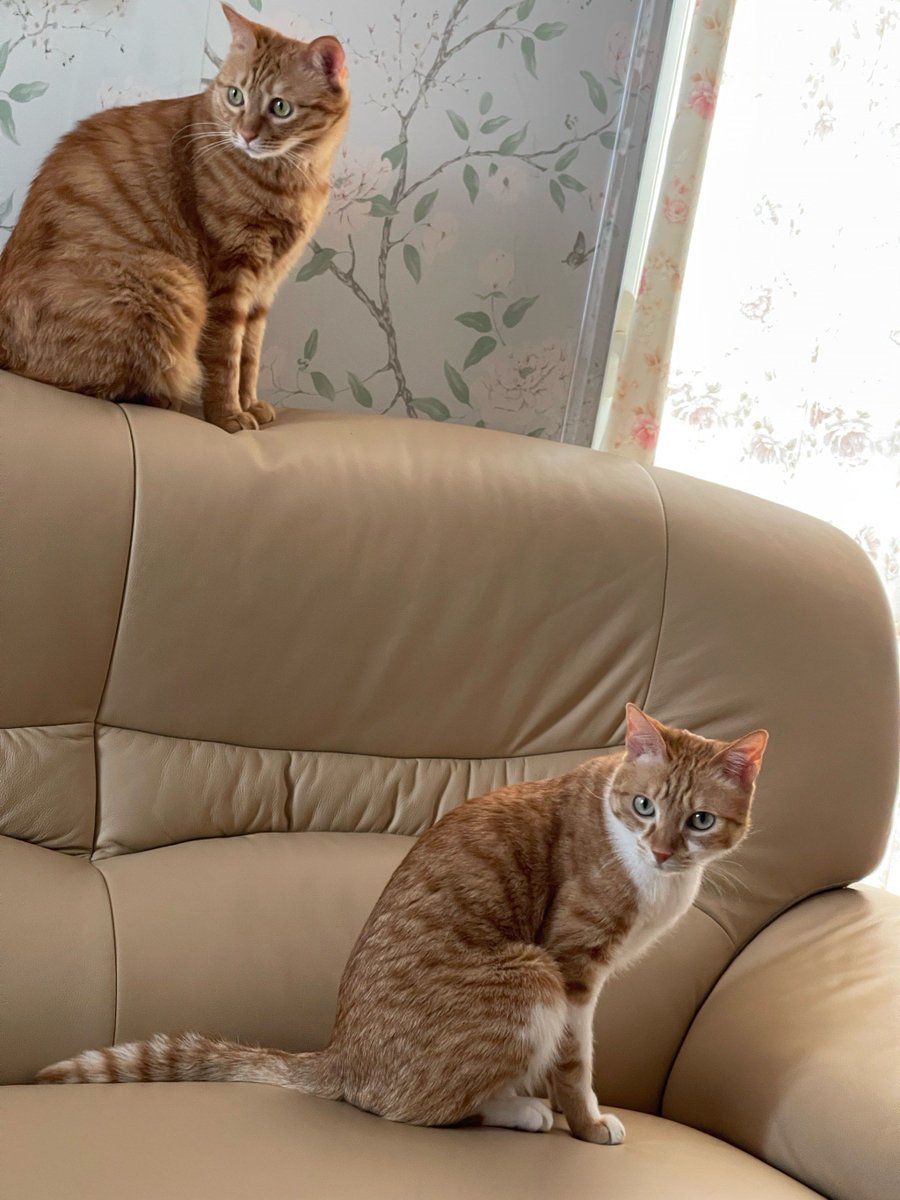 MARIA JOSE CARRO tweet media