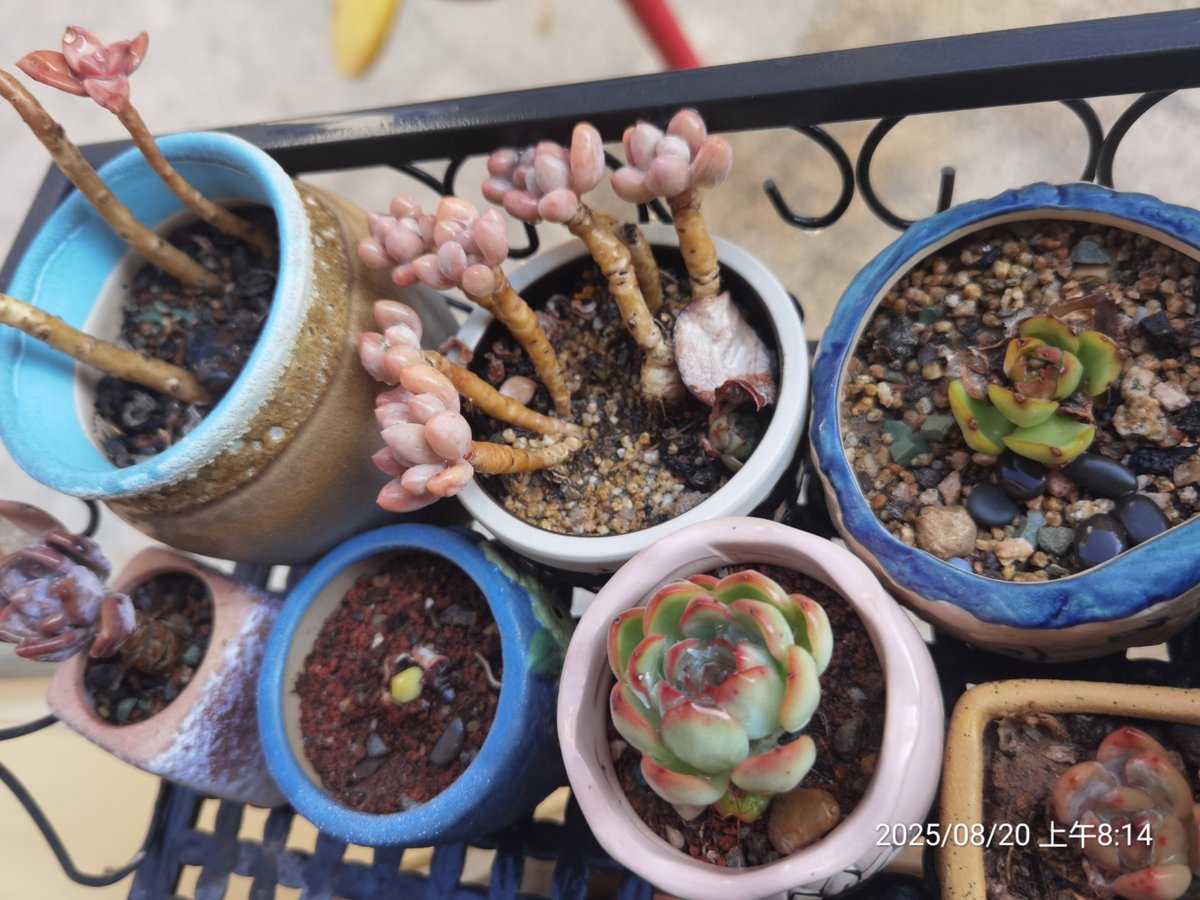 khalid33 tweet media