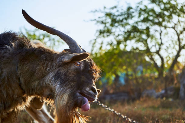 eric lab rat tweet media