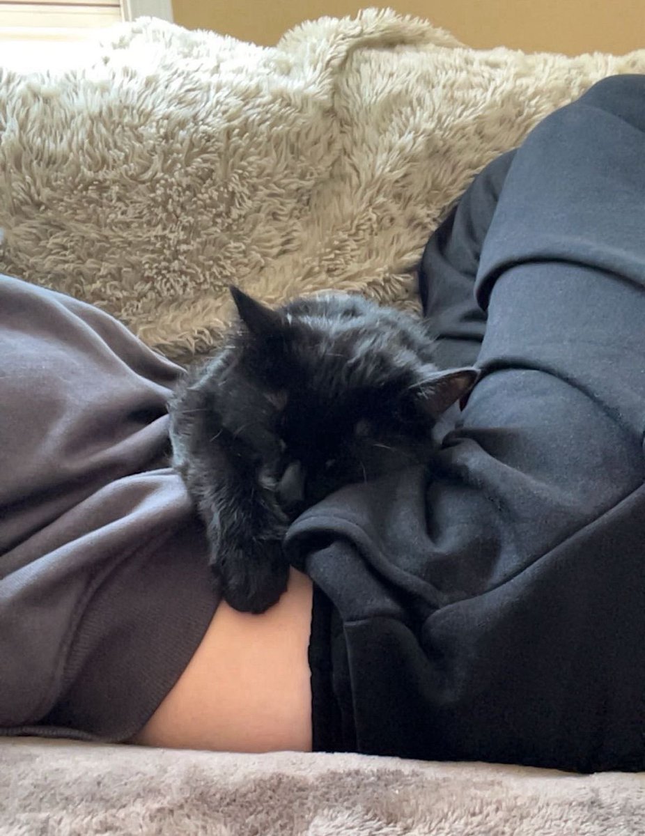 Black cats are not bad luck tweet media