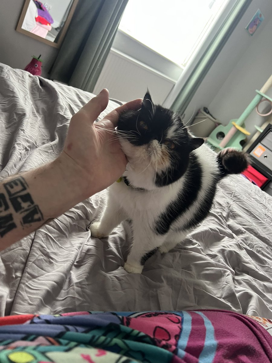 Punk Brock 🥒🎸 Touring Vtuber 【Vtamini】 tweet media