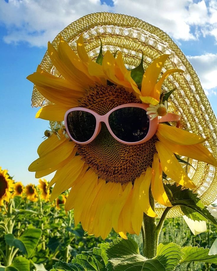 Renée Booth tweet media