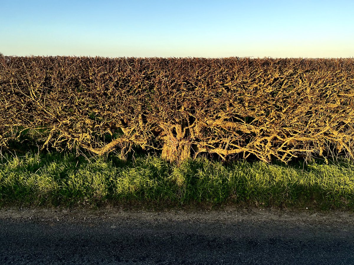 ᛏ𝙴𝙻𝙳𝙴𝚁𝙸𝙻𝙺ᛉ © tweet media