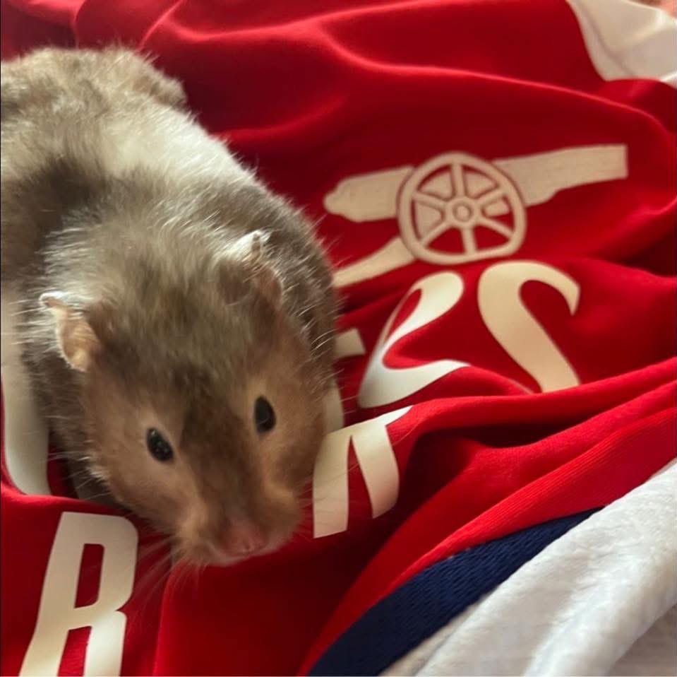 chlo 🔭 tweet media