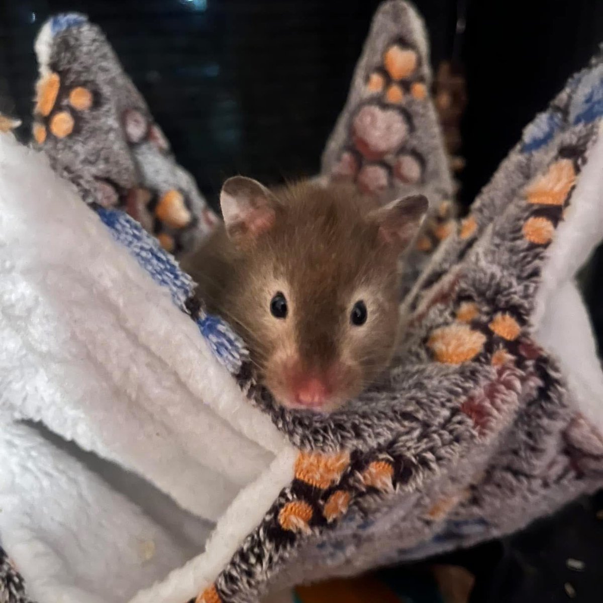 chlo 🔭 tweet media