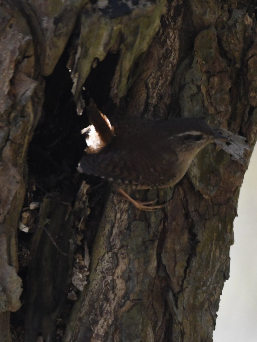 Grumpysnapper's tweet photo. Wren appears to be nest building in willow stump @tophilllow today ⁦@Natures_Voice⁩ https://t.co/szMg9FIQ8l