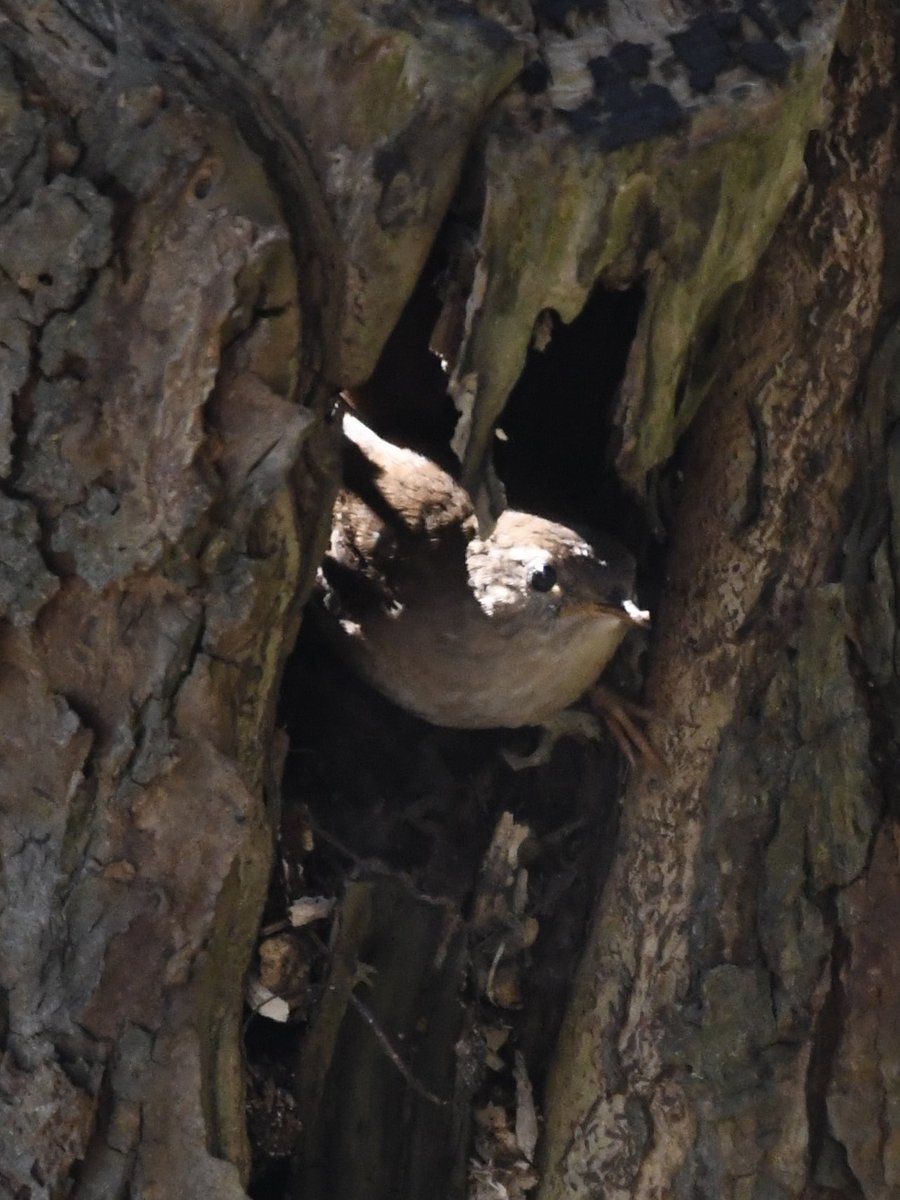 Grumpysnapper's tweet photo. Wren appears to be nest building in willow stump @tophilllow today ⁦@Natures_Voice⁩ https://t.co/szMg9FIQ8l