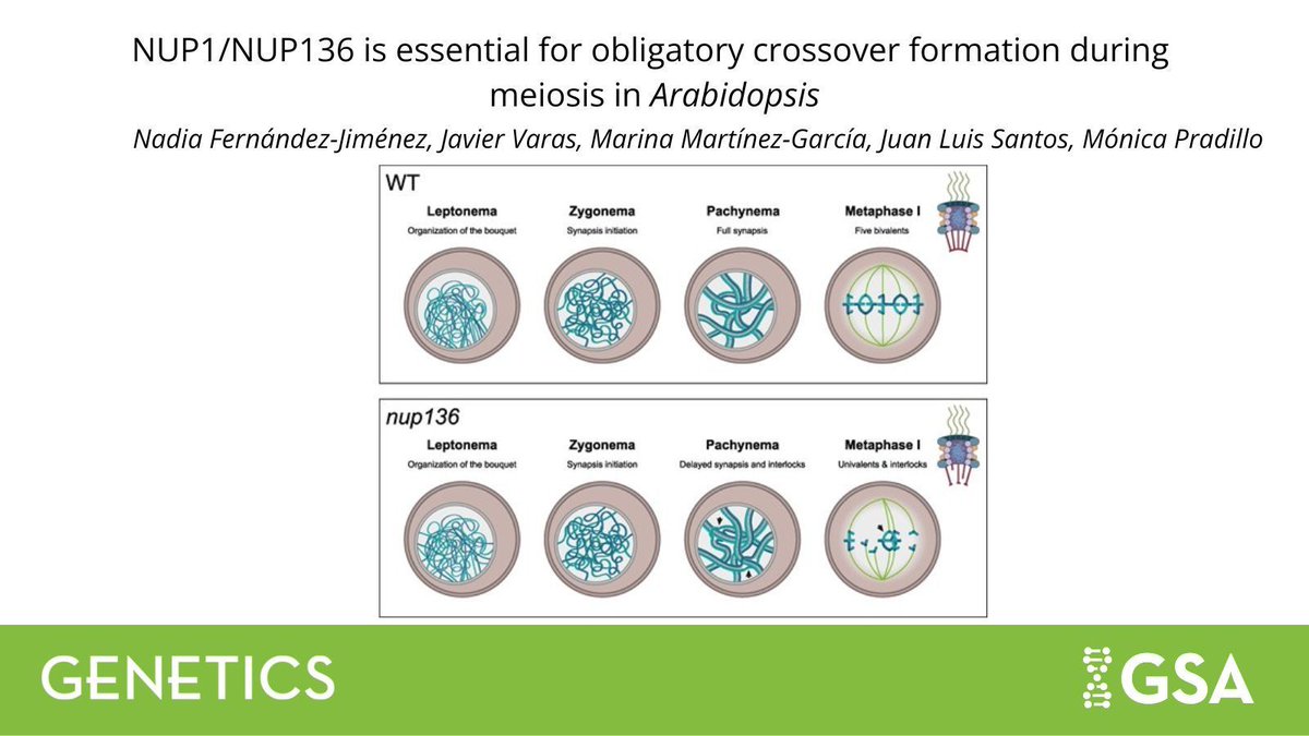 Genetics Society of America tweet media