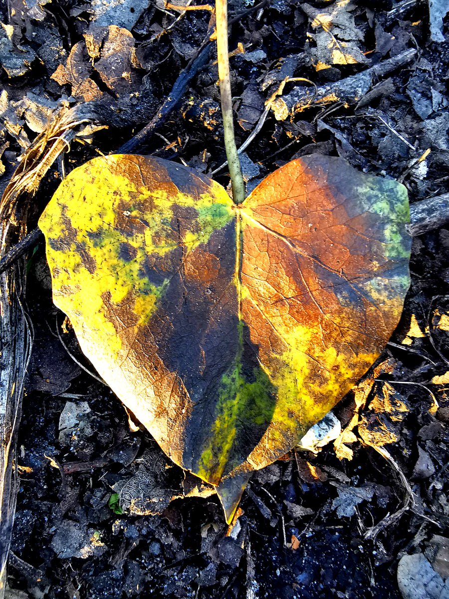 Desert Rose tweet media