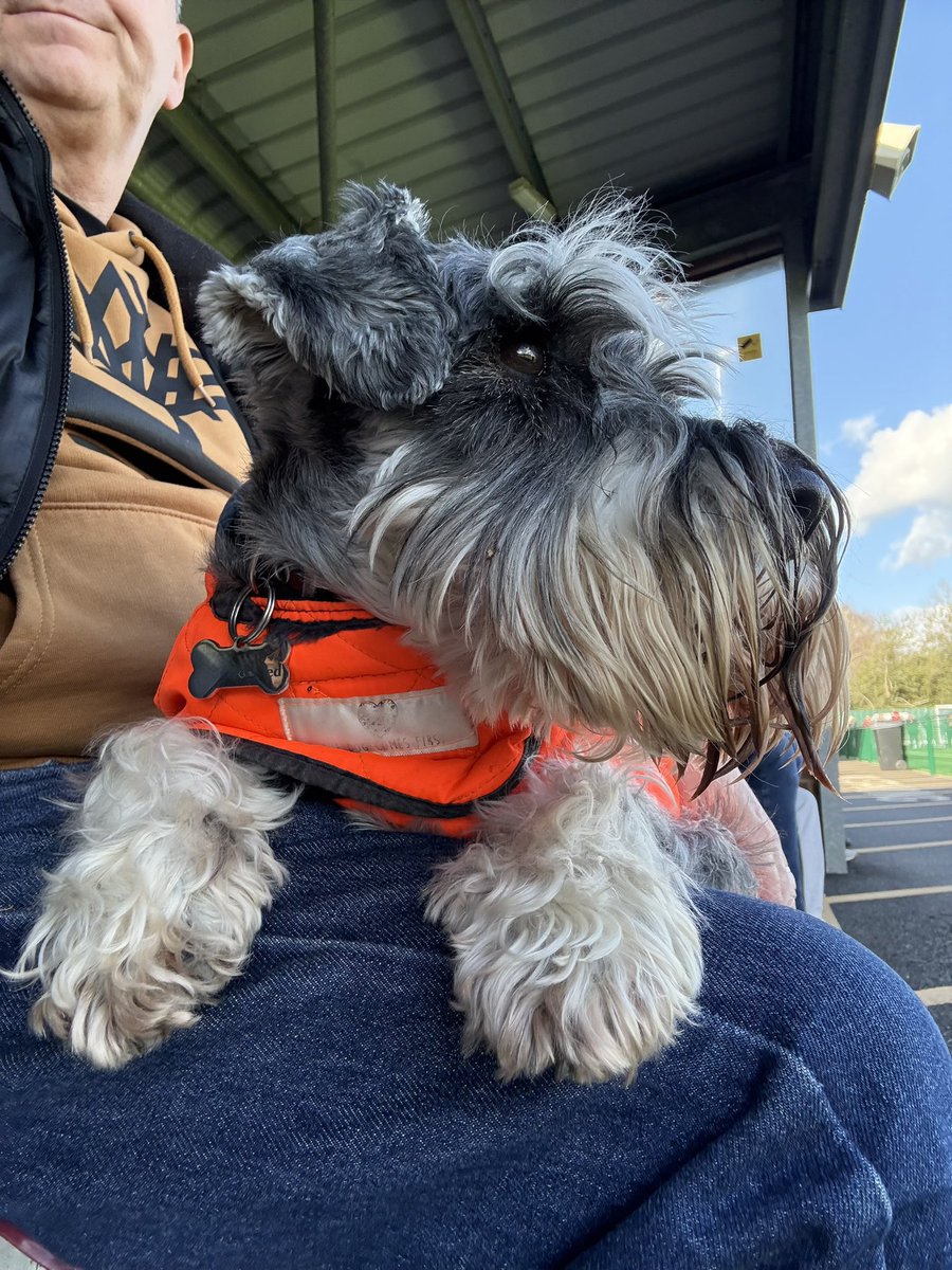 nonleaguedogs tweet media