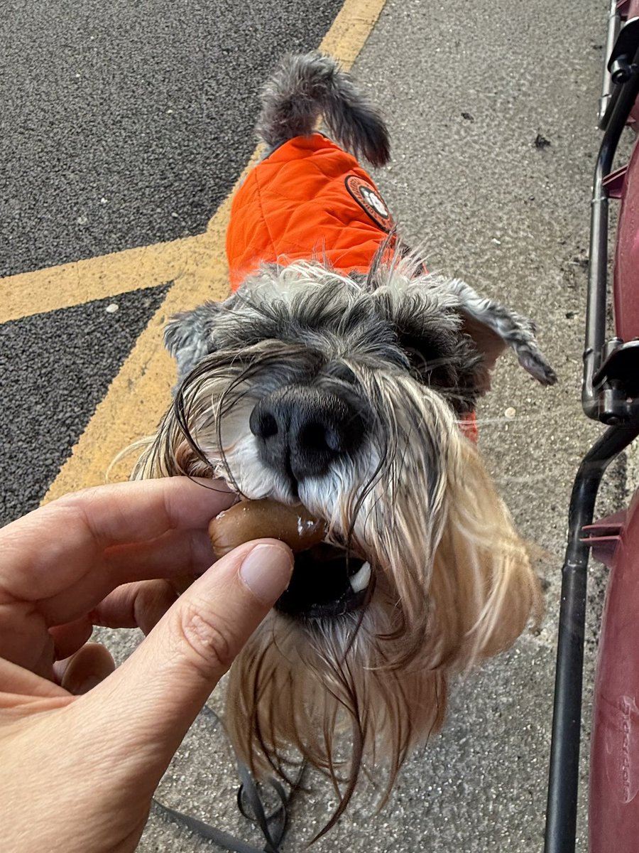 nonleaguedogs tweet media