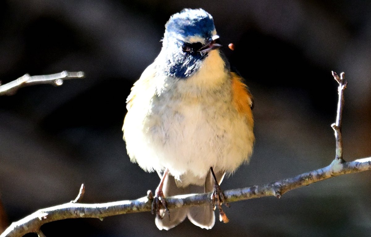 あっちゃん tweet media