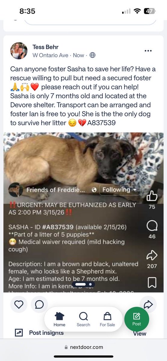 CraigNog66's tweet photo. Anyone in the Southern California region want to foster this beautiful dog? Message me and let me know please 🙏 🆘👇 https://t.co/UL23FI2c5x
