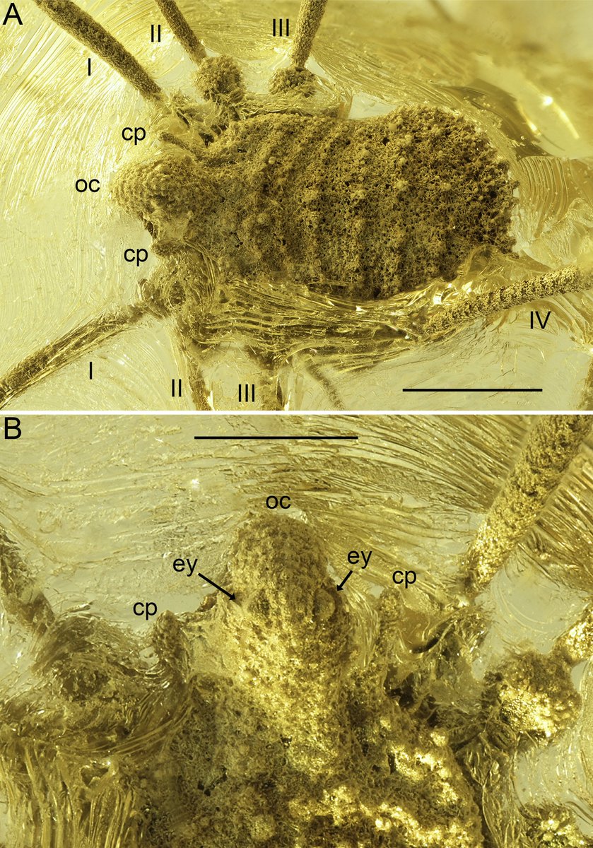 Joschua Knüppe tweet media