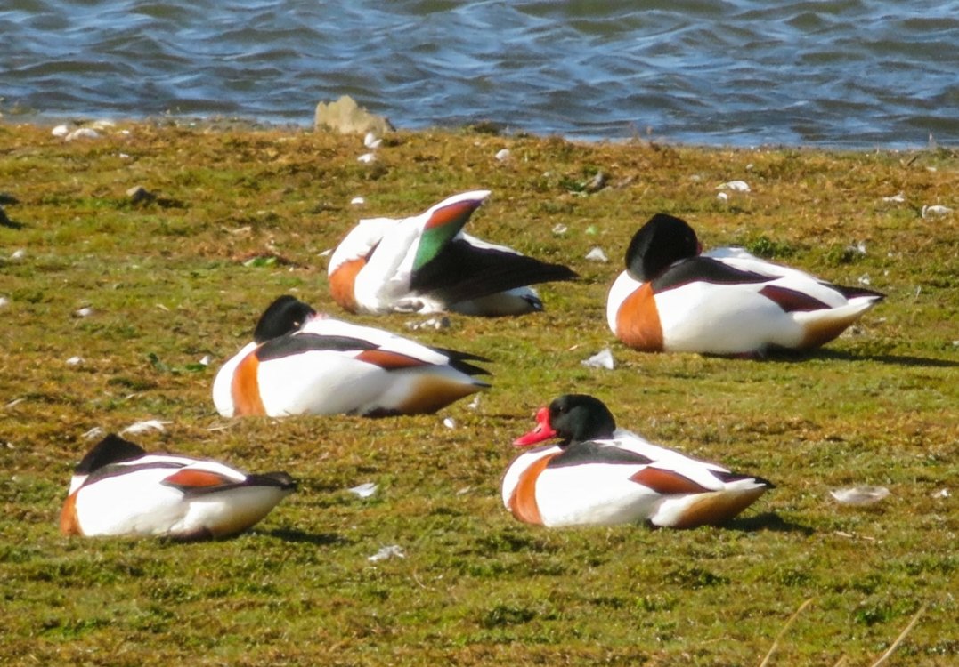 Steve Tandy tweet media