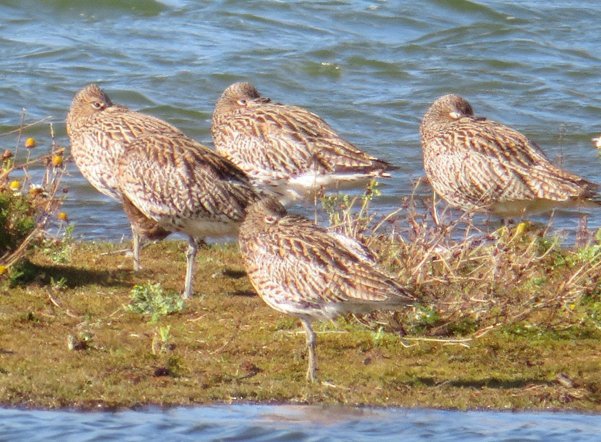 Steve Tandy tweet media