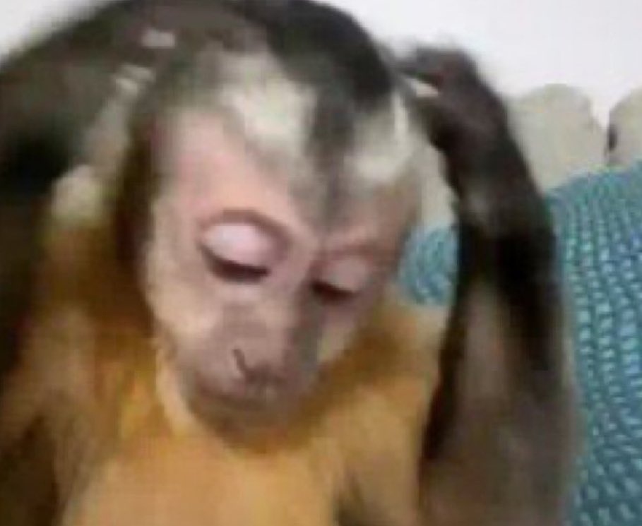 BBBelissima tweet media