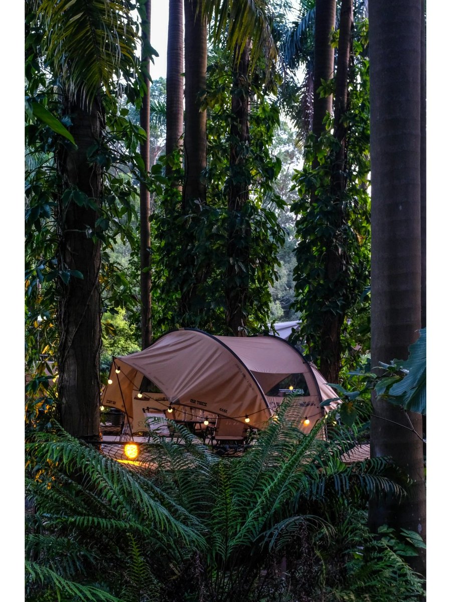 Carlostru31's tweet photo. Chasing sunsets u0026 starry nights—nothing beats waking up to pine-scented air + a warm campfire latte.  #CampingVibes #OutdoorEscape https://t.co/3MMyjAoCsE